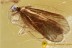 LILAC Eyed CADDISFLY Trichoptera in Genuine BALTIC AMBER 2484