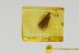 LILAC Eyed CADDISFLY Trichoptera in Genuine BALTIC AMBER 2484