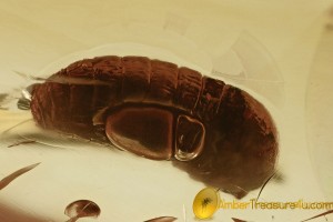 Large FORMICINAE ANT LARVAE Rare Well Preserved in BALTIC AMBER 2485