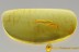 Rare ZYGENTOMA Silverfish Perfectly Preserved Inclusion BALTIC AMBER 2486