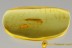 Rare ZYGENTOMA Silverfish Perfectly Preserved Inclusion BALTIC AMBER 2486