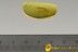 Rare ZYGENTOMA Silverfish Perfectly Preserved Inclusion BALTIC AMBER 2486