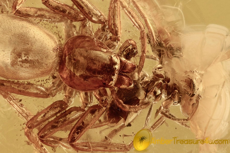 Superb ACTION! SPIDER Attacking ANT in BALTIC AMBER 2487