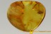 MOTH Lepidoptera with EXTENDED GENITALIA Fossil Inclusion BALTIC AMBER 2488