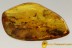 Large SWARM of 50 Chironomidae True MIdges Inclusion BALTIC AMBER 2489