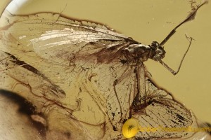 Nice MAYFLY Ephemeroptera Inclusion in BALTIC AMBER 2491