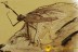 Nice MAYFLY Ephemeroptera Inclusion in BALTIC AMBER 2491