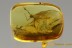Nice MAYFLY Ephemeroptera Inclusion in BALTIC AMBER 2491