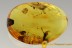 BRISTLETAIL with CATERPILLAR & SPIDER Inclusions in large BALTIC AMBER 2493