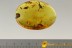 BRISTLETAIL with CATERPILLAR & SPIDER Inclusions in large BALTIC AMBER 2493