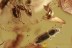 SILVANIDAE  Pseudonausibius Nice Flat Bark Beetle & More BALTIC AMBER 