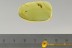 ACTION ! Spider Attacking Ant-like Flower Beetle & More Inclusion BALTIC AMBER 2499