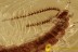  EXTREMELY RARE Symhyla Garden Centipede Inclusion BALTIC AMBER 2497