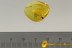  EXTREMELY RARE Pill Millipede GLOMERIDAE Inclusion BALTIC AMBER 2498