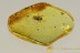 Great PLANTHOPPER Fulgoroidea & Air Bubbles BALTIC AMBER 2642