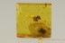 OAK FLOWER & 6 Micro MITES Inclusion BALTIC AMBER 2643