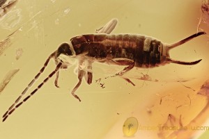 SUPERB Looking EARWIG Dermaptera + Inclusion BALTIC AMBER 2648