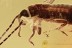 SUPERB Looking EARWIG Dermaptera + Inclusion BALTIC AMBER 2648