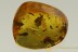 GREAT BOTANICAL Flower Bud & Petals Inclusion BALTIC AMBER 2644