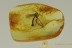 Palaeoempalia Huge FUNGUS GNAT w Big Genitalia BALTIC AMBER 2649