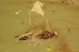 Flying MAYFLY Ephemeroptera Inclusion BALTIC AMBER 2650