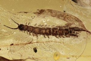 Great STONE CENTIPEDE Lithobiidae Inclusion BALTIC AMBER 2655