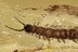 Great STONE CENTIPEDE Lithobiidae Inclusion BALTIC AMBER 2655