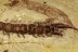 Great STONE CENTIPEDE Lithobiidae Inclusion BALTIC AMBER 2655