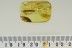 Great STONE CENTIPEDE Lithobiidae Inclusion BALTIC AMBER 2655