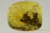 Big PERFECT Booklice Psocoptera & Coprolite BALTIC AMBER 2654