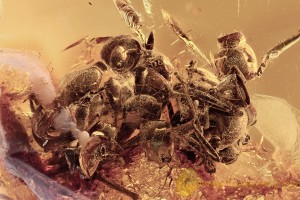 ANTS GRAVEYARD Ants Bunch In Cobweb Spider Preys BALTIC AMBER 2653
