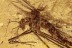 PHANTOM MIDGE Chaoboridae Chaoborus Rare Inclusion BALTIC AMBER 2661