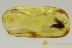 2 Great CADDISFLIES Trichoptera Inclusion BALTIC AMBER 2660