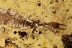 AQUATIC LARVAE Neuroptera Lacewing Nevrorthidae BALTIC AMBER 2662