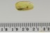DRYOPHILINAE Death-Watch Beetle Ptinidae Genuine BALTIC AMBER 2665
