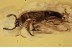 EROTYLIDAE Pharaxonotha Pleasing Fungus Beetle BALTIC AMBER 2666