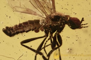 Superb MARCH FLY Bibionidae Dilophus & Swarm of 7 Dipteran Inclusions BALTIC AMBER 2505