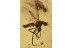 Superb MARCH FLY Bibionidae Dilophus & Swarm of 7 Dipteran Inclusions BALTIC AMBER 2505