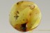 Superb MARCH FLY Bibionidae Dilophus & Swarm of 7 Dipteran Inclusions BALTIC AMBER 2505