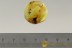 Superb MARCH FLY Bibionidae Dilophus & Swarm of 7 Dipteran Inclusions BALTIC AMBER 2505
