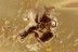 NICE SCENE 2 Well preserved Ants Inclusion in BALTIC AMBER 2506