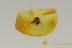 NICE SCENE 2 Well preserved Ants Inclusion in BALTIC AMBER 2506