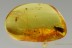 LONG-LEGGED VELVET MITE Erythraeoidea & PLANHOPPER Fulgoroid BALTIC AMBER 2509