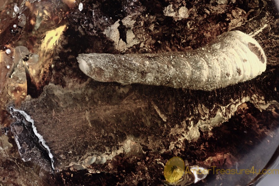 Huge SAWFLY LARVAE 20mm Symphyta on BARK Inclusion BALTIC AMBER 2517