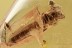 Large Well Preserved LONGHORN BEETLE Ant & Cobweb Inclusion BALTIC AMBER 2543