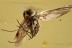 BLOOD SUCKING Flying Snipe Fly Rhagionidae Symphoromyia BALTIC AMBER 2529