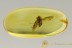 BLOOD SUCKING Flying Snipe Fly Rhagionidae Symphoromyia BALTIC AMBER 2529