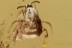 Rare DUNG MIDGE Just Emerged Unformed Wings Inclusion BALTIC AMBER 2530