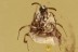 Rare DUNG MIDGE Just Emerged Unformed Wings Inclusion BALTIC AMBER 2530