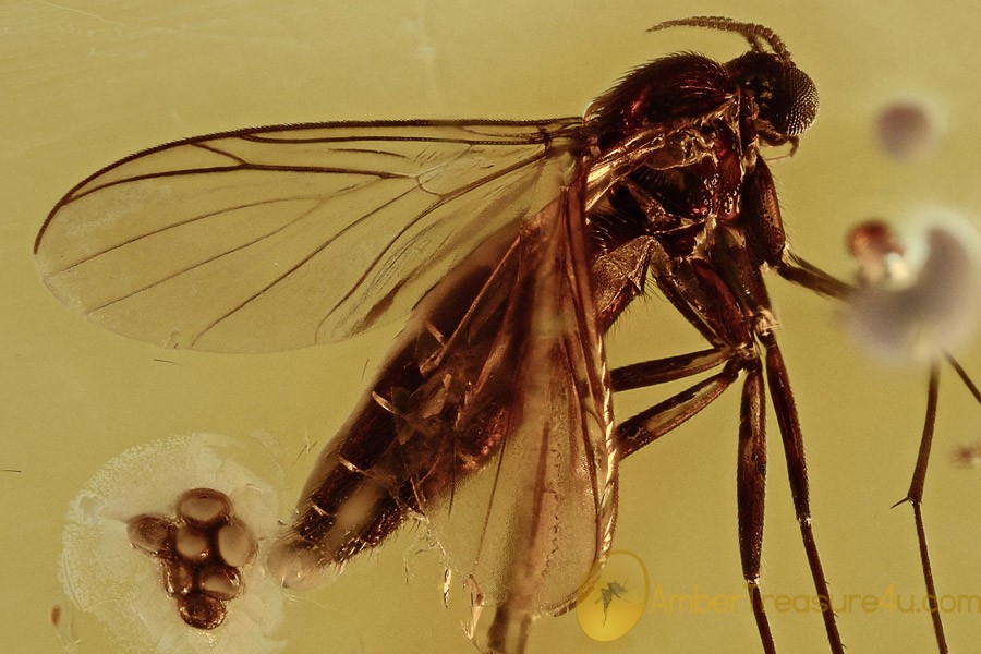 PREDATORY FUNGUS GNAT Keroplatidae Orfelia LAYING EGGS BALTIC AMBER 2528